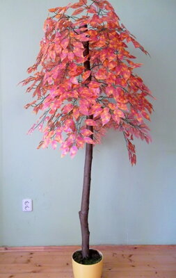 Fíkus podzim- 180 cm