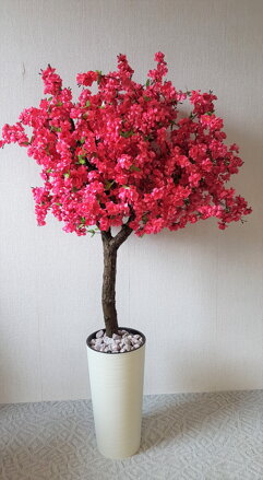 Kvitnúca višňa 180 cm