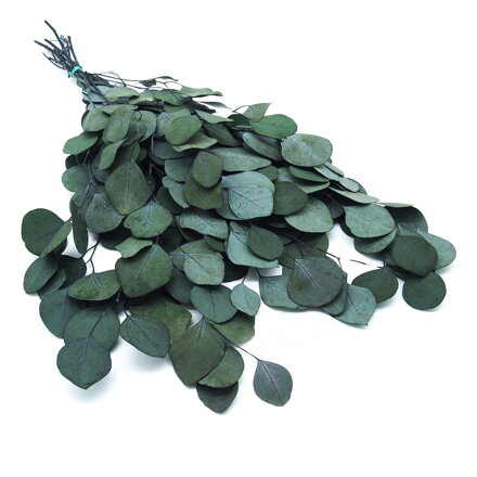 Eukalyptus populus -stabilizovaný 5-6ks