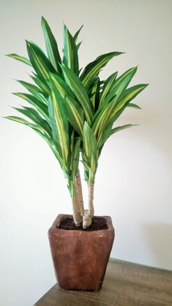 Umelá rastlina- Dracena 60cm