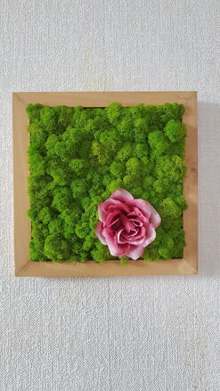 Machový obraz s kvetom ruže 40cm x 40cm  Machový obraz s kvetom ruže 40cm x 40cm