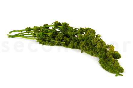 Amarantus stabilizovaný (svetlozelený) 4-5ks rastlín