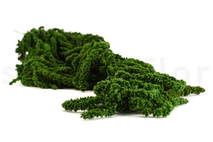 Amarantus stabilizovaný (tmavozelený) 4-5ks rastlín