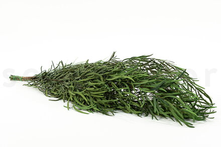 Stabilizovaný Eukalyptus Nicoly- 1ks zväzok