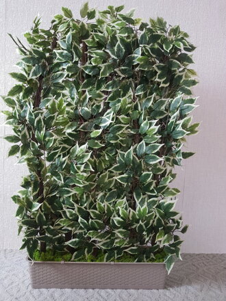 Dekoračná zástena fíkus  160 cm x 100 cm