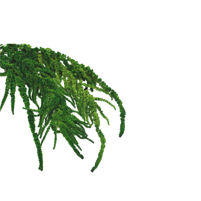 Amarantus stabilizovaný 4-5ks rastlín