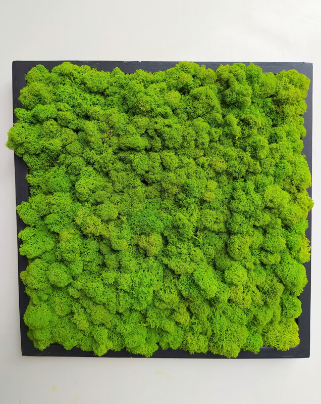 Machový obraz v čiernom ráme 40cm x 40cm Machový obraz v čiernom ráme 40cm x 40cm