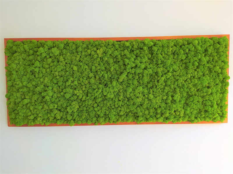 Mechový obraz teak 60cm x 120cm Mechový obraz teak 60cm x 120cm