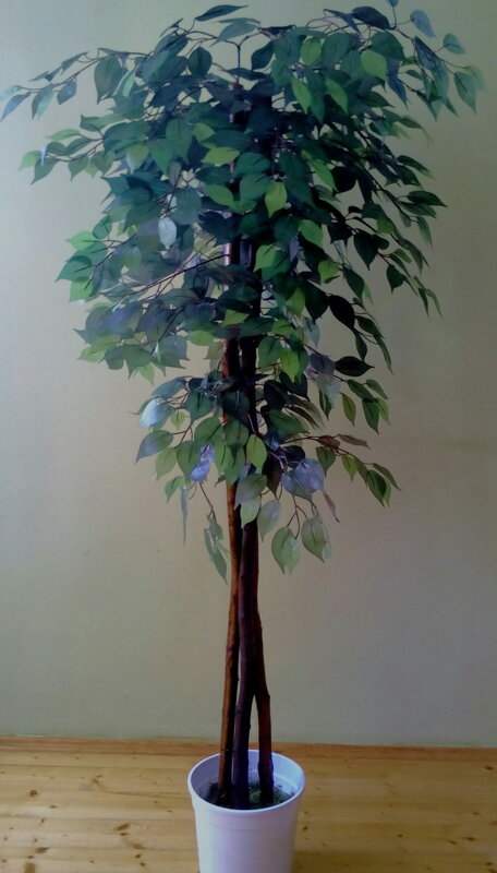 Fikus zelený klasik 130 cm
