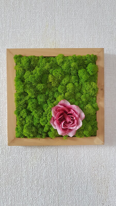 Machový obraz s kvetom ruže 40cm x 40cm  Machový obraz s kvetom ruže 40cm x 40cm