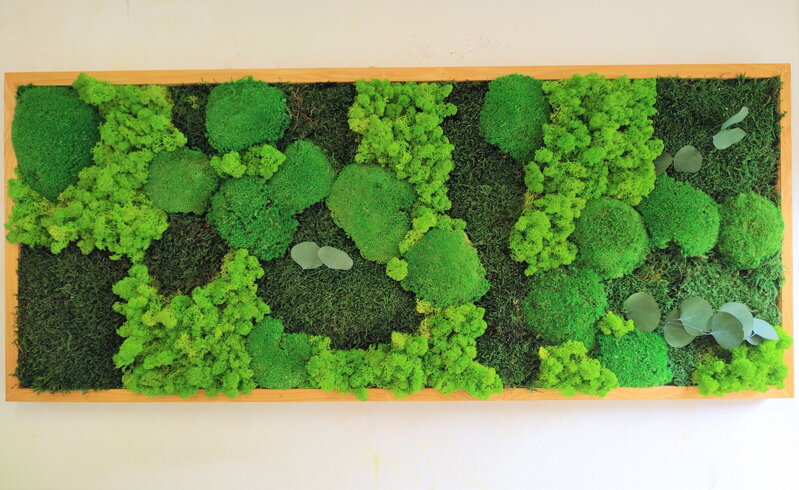 Mechový obraz- více druhů mechu a listy 50cm x 90cm Mechový obraz- více druhů mechu a listy 50cm x 90cm