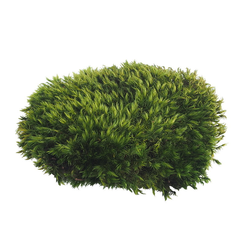 Stabilizovaný provensálsky mach 0,1m² Stabilizovaný provensálsky mach 0,1m²
