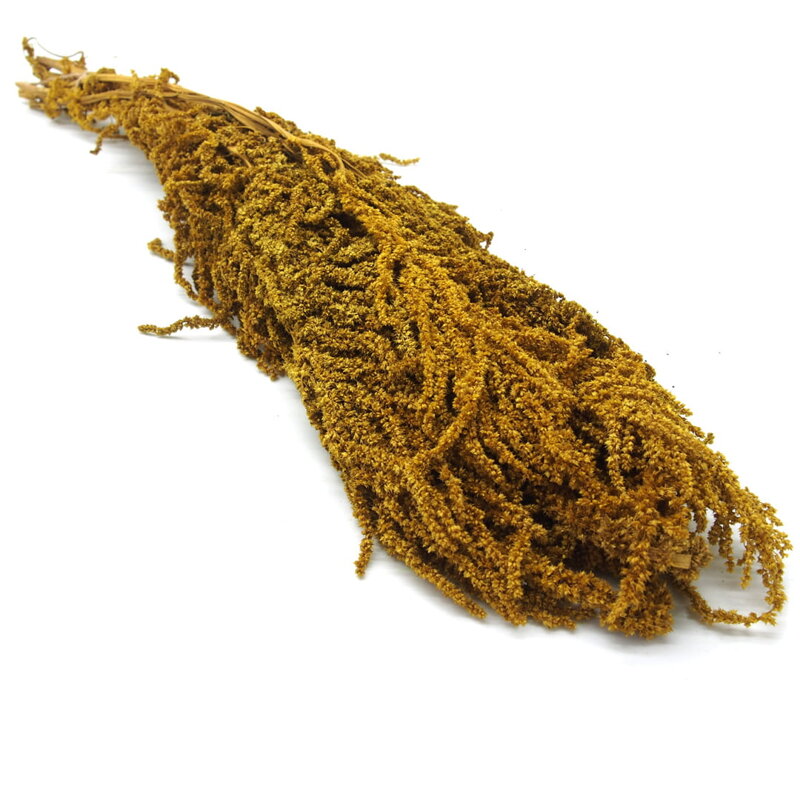 Amarantus stabilizovaný (žtlý) 4-5ks rastlín