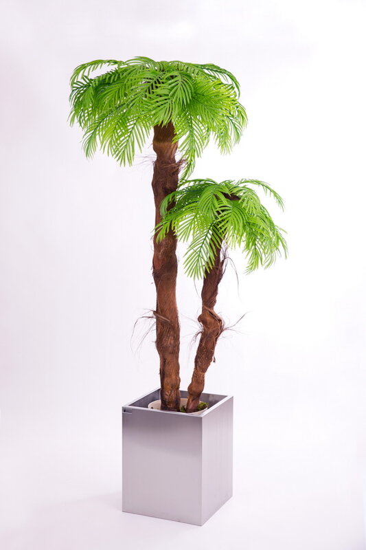 Dvojpalma- palma areca (s kôrou) 180 cm