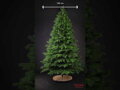 Borovica Limba 255cm- 100% 3D