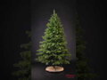 Borovica Limba 200cm- 100% 3D